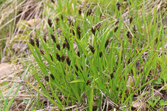 Carex leporinella