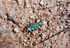 Cicindela coerulea