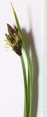 Carex leporinella