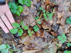 Chelidonium majus