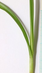 Carex leporinella