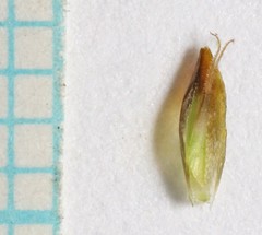 Carex leporinella
