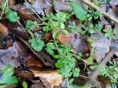 Galium