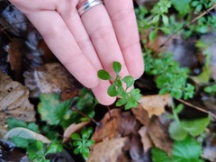 Galium