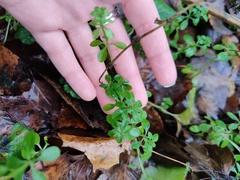 Galium