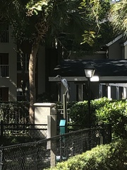 Egretta caerulea