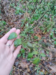 Urtica dioica