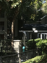 Egretta caerulea