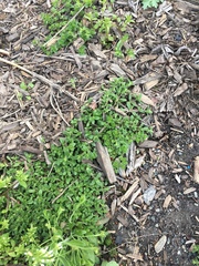 Cerastium