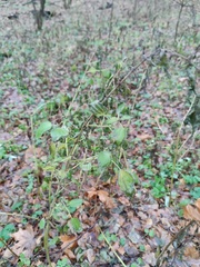Urtica dioica