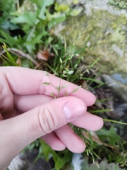 Poa annua