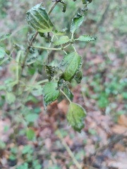 Urtica dioica