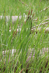 Carex nebrascensis