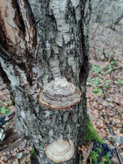 Fomes fomentarius