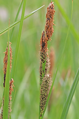 Carex nebrascensis