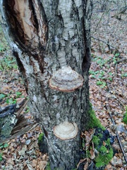 Fomes fomentarius