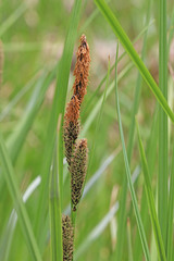 Carex nebrascensis
