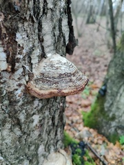Fomes fomentarius
