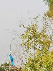 Psilopogon haemacephalus