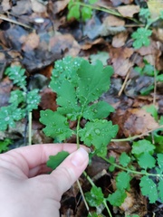 Chelidonium majus