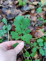 Chelidonium majus