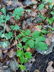 Chelidonium majus