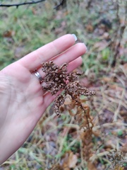 Solidago