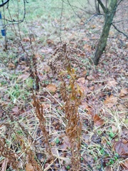 Solidago