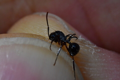 Polyrhachis furcata