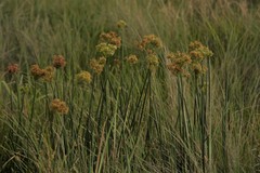 Cyperus sensilis