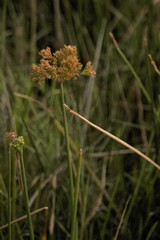 Cyperus sensilis