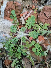 Chelidonium majus