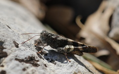 Oedipoda germanica meridionalis