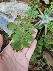 Chelidonium majus
