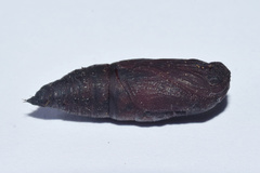 Plegapteryx anomalus