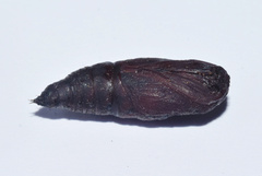 Plegapteryx anomalus