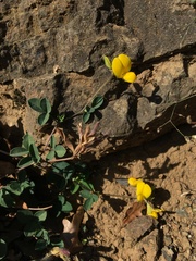 Argyrolobium biebersteinii