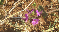 Commicarpus pentandrus