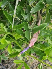 Tillandsia baileyi