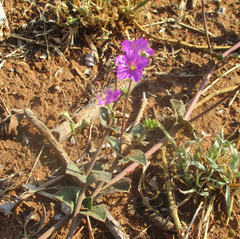 Commicarpus pentandrus