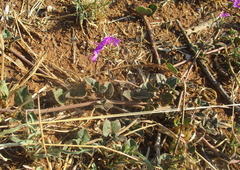 Commicarpus pentandrus