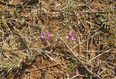 Commicarpus pentandrus