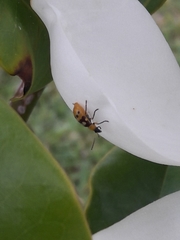 Paranapiacaba connexa