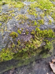 Hypnum cupressiforme