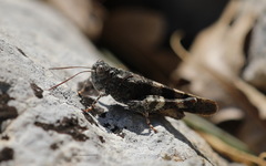 Oedipoda germanica meridionalis