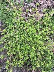 Stellaria media