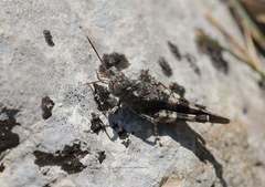 Oedipoda germanica meridionalis