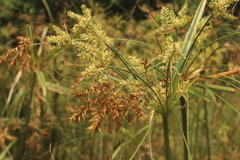 Cyperus fastigiatus
