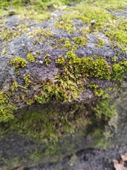 Hypnum cupressiforme