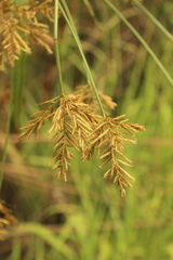 Cyperus fastigiatus